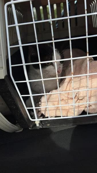 MIKO, female European Shorthair for adoption at SPAC – Societat Protectora d