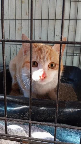 NARANJA, female European Shorthair for adoption at SPAC – Societat Protectora d