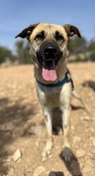 CHARI, Mixed Breed (SPAC – Societat Protectora d)