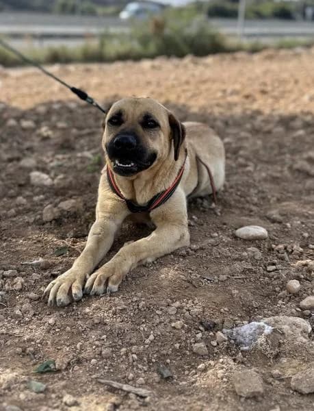 MARI, Mixed Breed (SPAC – Societat Protectora d)