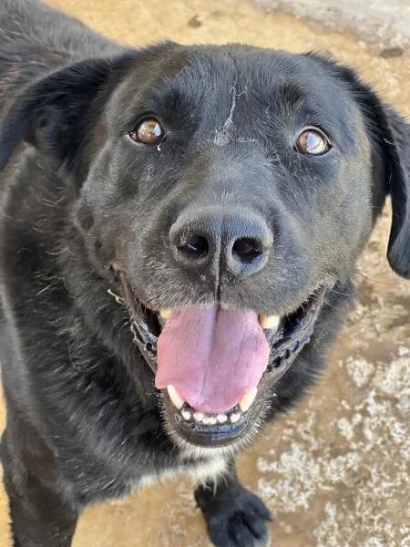 BURTON, male Labrador Retriever for adoption at SPAC – Societat Protectora d