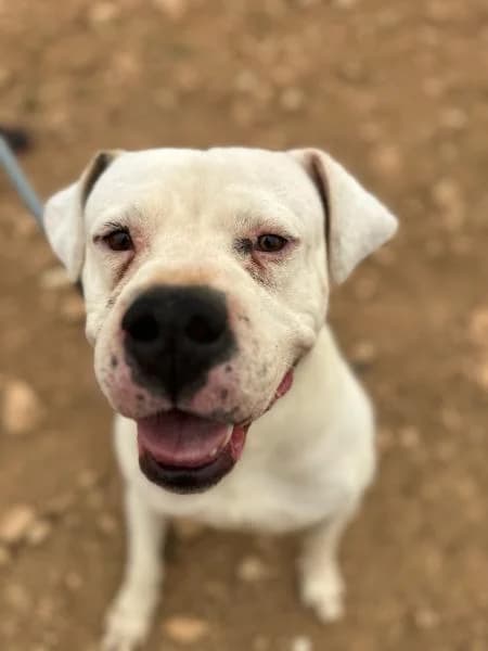 DAY, Mixed Breed (SPAC – Societat Protectora d)