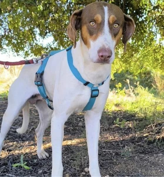TRICO, male Podenco for adoption at SPAC – Societat Protectora d