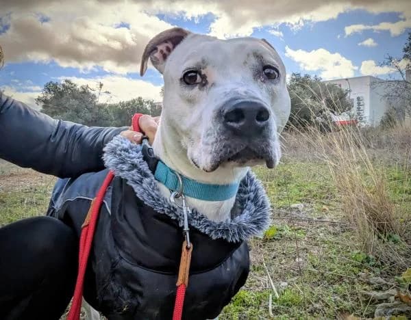 CLOUD, Pit Bull Terrier (SPAC – Societat Protectora d)