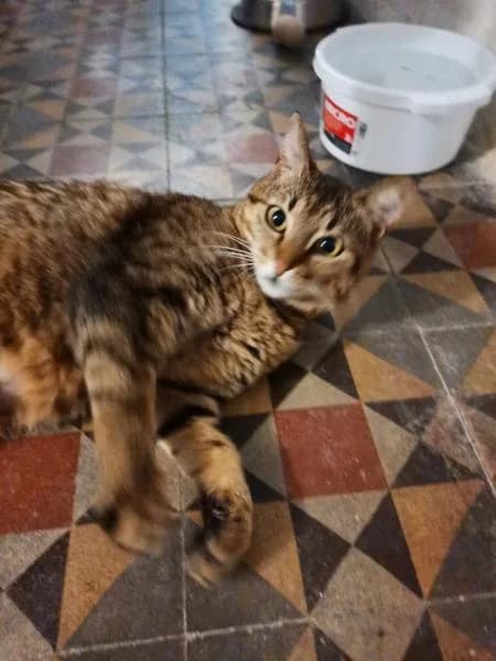 MINNIE, female European Shorthair for adoption at SPAC – Societat Protectora d