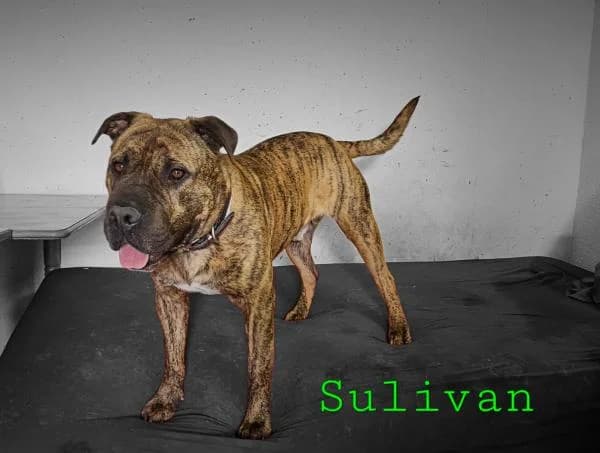 SULIVAN, male Shar Pei for adoption at SPAC – Societat Protectora d