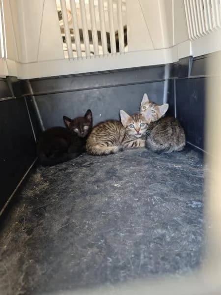 gat@2, female European Shorthair for adoption at SPAC – Societat Protectora d