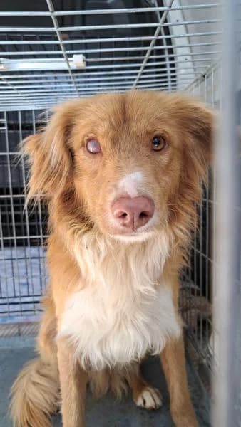 PELUSO (NICO), male Brittany Spaniel for adoption at SPAC – Societat Protectora d