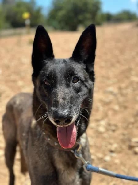 RANGO (ESCANOR), male Belgian Malinois for adoption at SPAC – Societat Protectora d