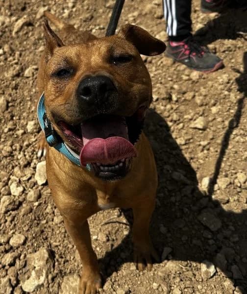 FREYA, female Mixed Breed for adoption at SPAC – Societat Protectora d