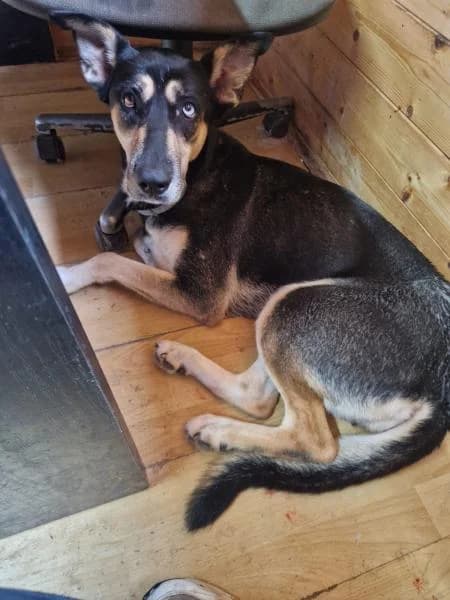 NALA (ARYA), Mixed Breed (SPAC – Societat Protectora d)