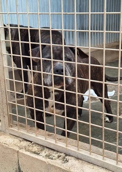DAENERYS, female American Staffordshire Terrier for adoption at SPAC – Societat Protectora d
