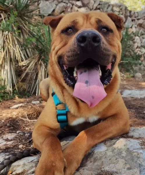 ZAR (ZENITSU), male Shar Pei for adoption at SPAC – Societat Protectora d