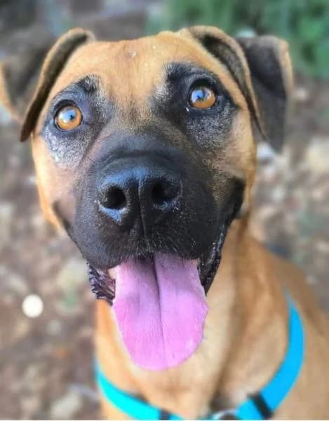 NILA, female Mixed Breed for adoption at SPAC – Societat Protectora d
