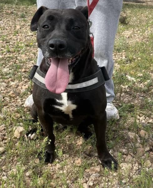 DANI, Mixed Breed (SPAC – Societat Protectora d)