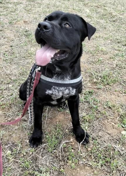 DICKON, male Mixed Breed for adoption at SPAC – Societat Protectora d