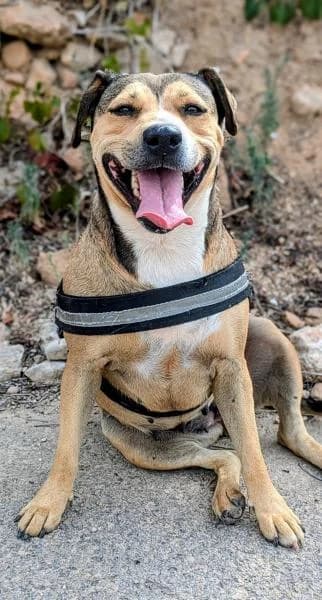 BROWNIE (PANDORA), female Mixed Breed for adoption at SPAC – Societat Protectora d