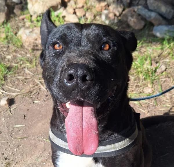 TRON, Mixed Breed (SPAC – Societat Protectora d)