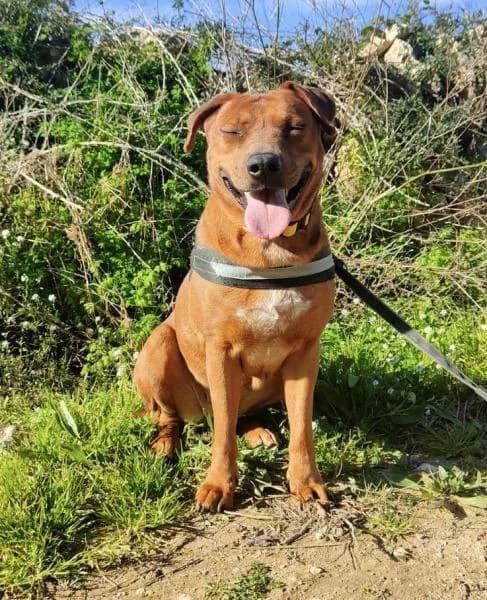 VERA, Mixed Breed (SPAC – Societat Protectora d)