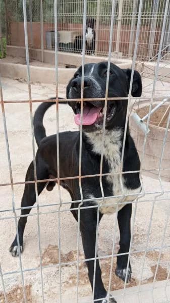 ROCKY, male Labrador Retriever for adoption at SPAC – Societat Protectora d