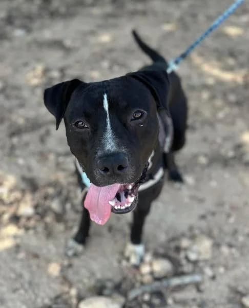 OLAF, male mixed breed for adoption at SPAC – Societat Protectora d