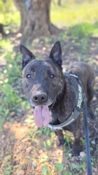 TUX (TIGRE), Mixed Breed (SPAC – Societat Protectora d)