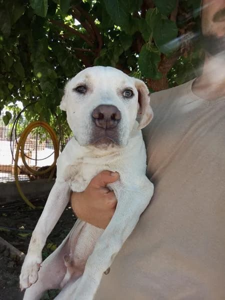 LANGUI, Mixed Breed (SPAC – Societat Protectora d)