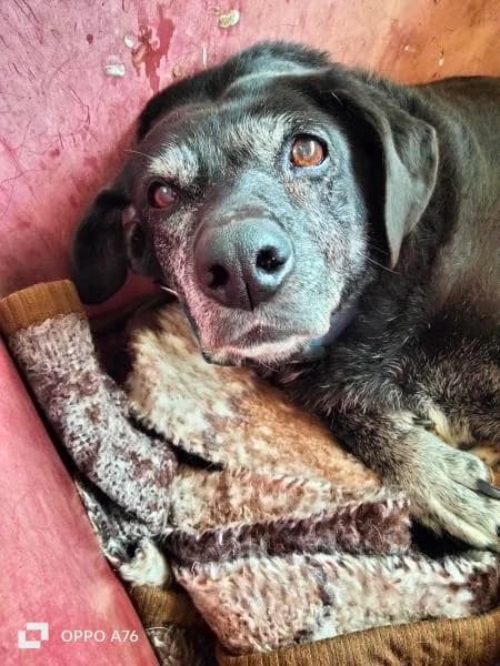 NANA, female Mixed Breed for adoption at SPAC – Societat Protectora d