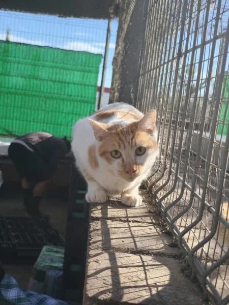 DIOR, male European Shorthair for adoption at SPAC – Societat Protectora d