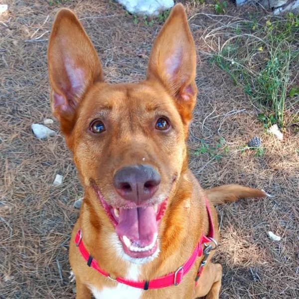 SIMBA, male Podenco for adoption at SPAC – Societat Protectora d