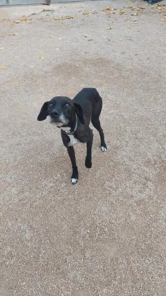 HANS, female Mixed Breed for adoption at SPAC – Societat Protectora d