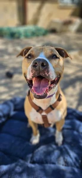 LOKI, male American Staffordshire Terrier for adoption at SPAC – Societat Protectora d