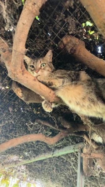 BOB, female European Shorthair for adoption at SPAC – Societat Protectora d