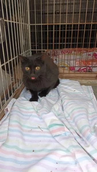 WITCH, female European Shorthair for adoption at SPAC – Societat Protectora d