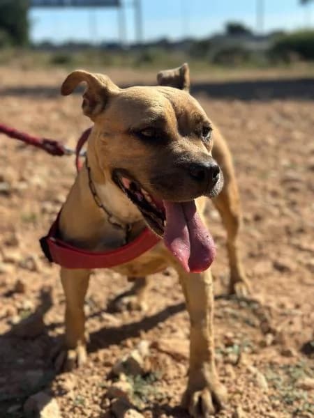 SALLY (DAILA), female American Staffordshire Terrier for adoption at SPAC – Societat Protectora d