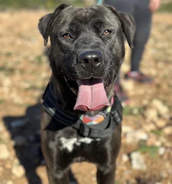 DEVA, female Labrador Retriever for adoption at SPAC – Societat Protectora d
