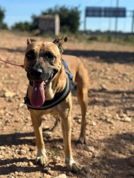 GUS, Mixed Breed (SPAC – Societat Protectora d)
