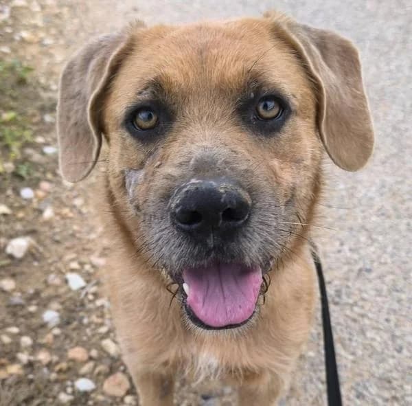 PIPO, Mixed Breed (SPAC – Societat Protectora d)