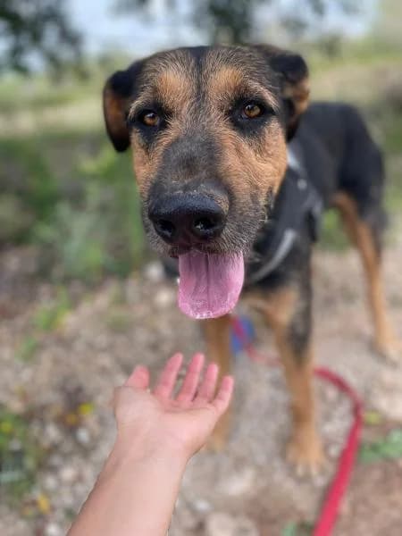 DRAGO, male German Shepherd for adoption at SPAC – Societat Protectora d