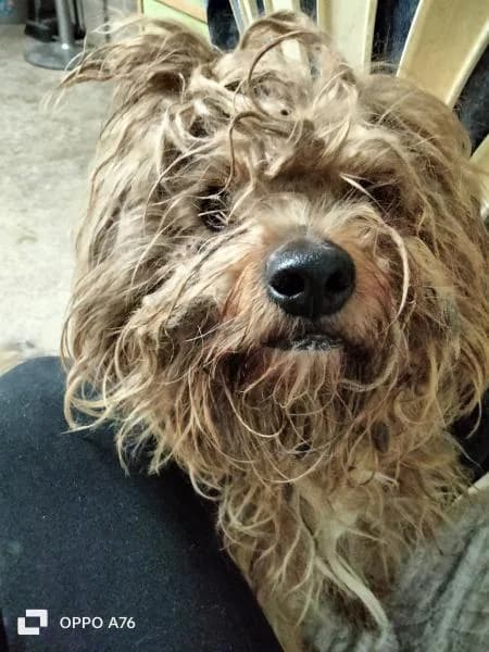 BOB, male Yorkshire Terrier for adoption at SPAC – Societat Protectora d