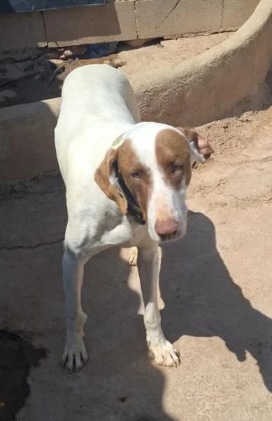 DUMBO, male Podenco for adoption at SPAC – Societat Protectora d