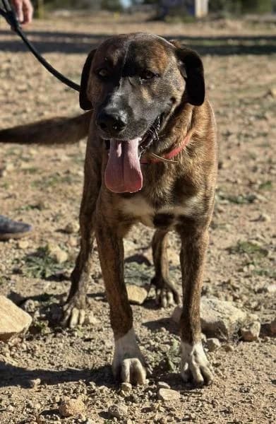 MARRONET, male Spanish Mastiff for adoption at SPAC – Societat Protectora d