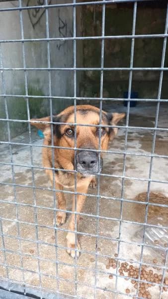 MAURO, male German Shepherd for adoption at SPAC – Societat Protectora d