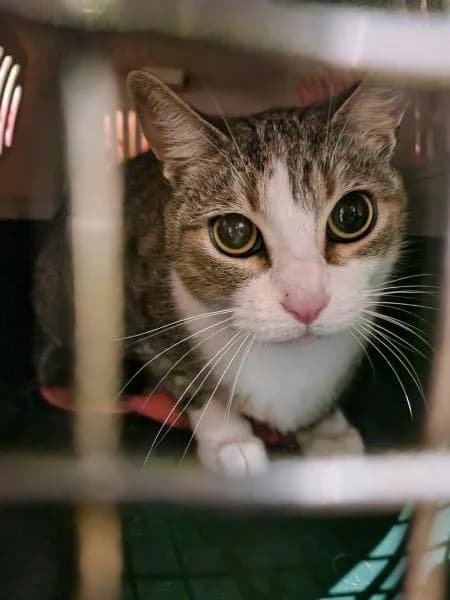 BILLIE, female European Shorthair for adoption at SPAC – Societat Protectora d