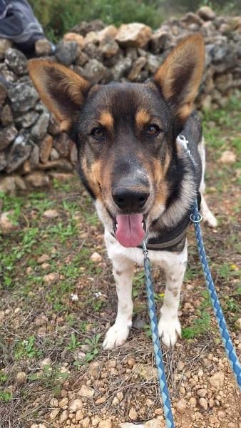 ROGER,  (SPAC – Societat Protectora d)