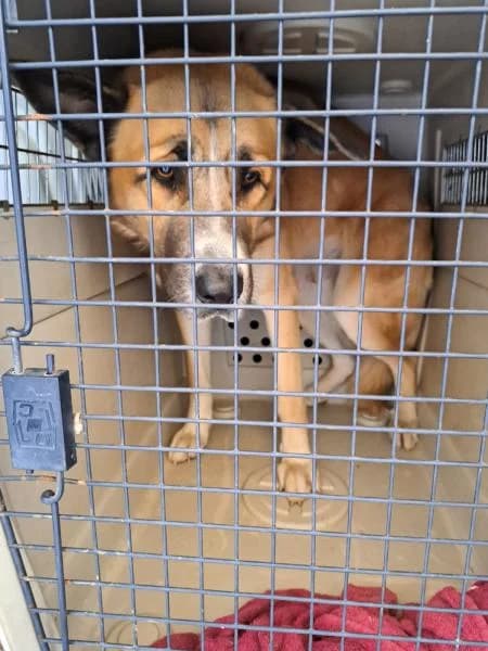 NEY MISS, male German Shepherd for adoption at SPAC – Societat Protectora d