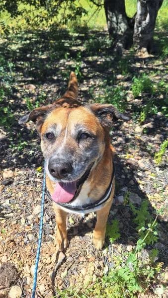 CHISPE, female mixed breed for adoption at SPAC – Societat Protectora d