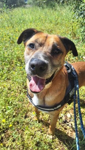 DRAC, male mixed breed for adoption at SPAC – Societat Protectora d