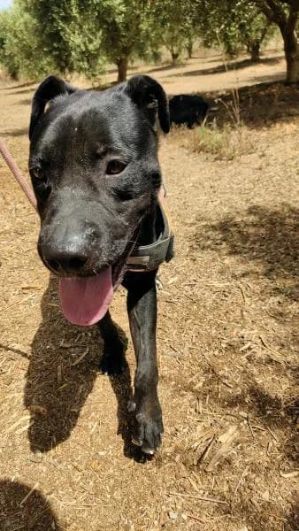 DARKO, male Labrador Retriever for adoption at SPAC – Societat Protectora d