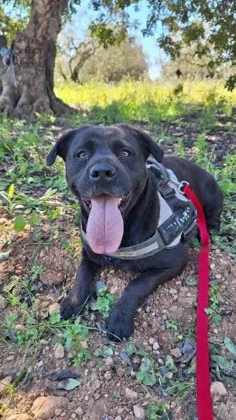 MARIA, female Labrador Retriever for adoption at SPAC – Societat Protectora d